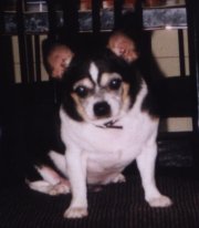 A black dog; Actual size=240 pixels wide